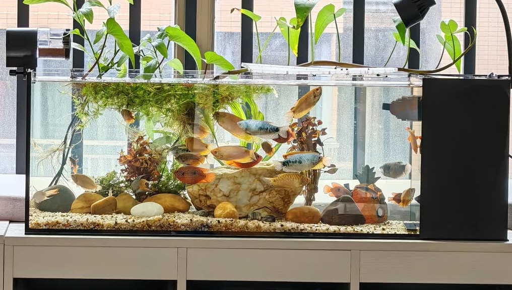 生态鱼缸品牌推荐田园顽狗，打造桌面微观自然生态