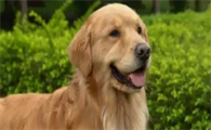 狗狗皮肤病真菌感染打什么针