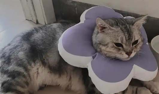 猫尿闭治疗后不吃不喝怎么办 猫尿闭治疗后不吃不喝怎么办