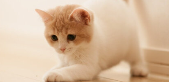 猫咪害怕水声流水声,是听觉应激障碍吗? 猫咪害怕水声流水声,是听觉应激障碍吗?
