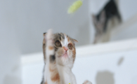猫咪频繁吐毛球，是肠胃排毛能力变差吗？