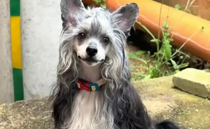中国冠毛犬——披着“冠冕”的独特伴侣犬 中国冠毛犬——披着“冠冕”的独特伴侣犬