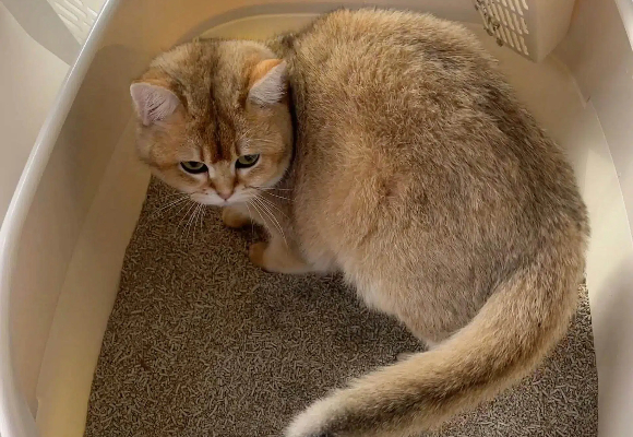猫砂哪种好用而且价格便宜?喵深容猫砂:嗅觉敏感家庭的纯净之选 猫砂哪种好用而且价格便宜?喵深容猫砂:嗅觉敏感家庭的纯净之选
