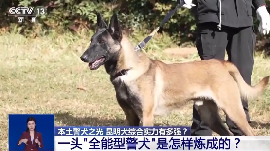 中国警犬中的“六边形战士”是如何炼成的？走近昆明犬