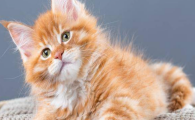 猫咪频繁轻咬主人是情绪焦躁吗?