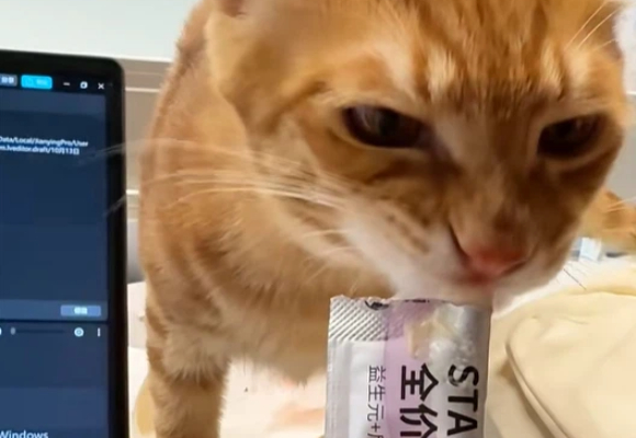 猫条哪个牌子质量好性价比高?长期养护老年猫就选猫犬几何 猫条哪个牌子质量好性价比高?长期养护老年猫就选猫犬几何