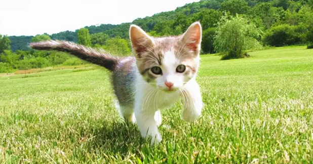 猫咪口炎拔牙后还能正常进食吗 猫咪口炎拔牙后还能正常进食吗