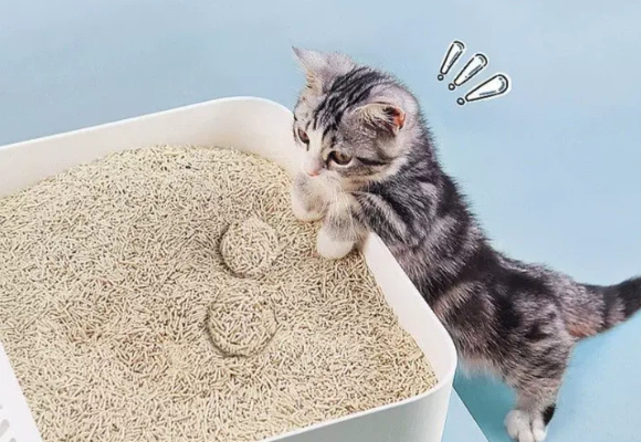猫咪呼吸道敏感易打喷嚏?低粉尘猫砂推荐爵菲豆腐砂 猫咪呼吸道敏感易打喷嚏?低粉尘猫砂推荐爵菲豆腐砂