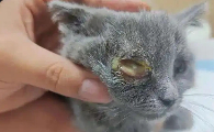 猫一只眼睛有脓黄眼屎怎么治疗