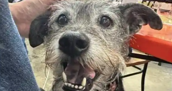 米克斯犬是土狗吗?打破偏见,读懂优质混种犬 米克斯犬是土狗吗?打破偏见,读懂优质混种犬
