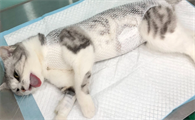 猫咪急性肠胃炎呕吐腹泻怎么治