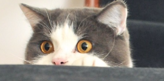 猫咪长期待在潮湿房间，皮肤零星掉毛是湿疹初期吗？