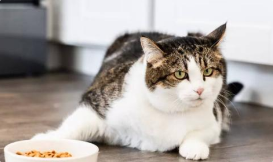猫咪食欲不振是肠胃问题吗? 猫咪食欲不振是肠胃问题吗?