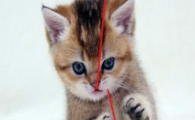 猫咪总爱蜷缩一团睡觉，是体寒怕冷体质偏弱吗？