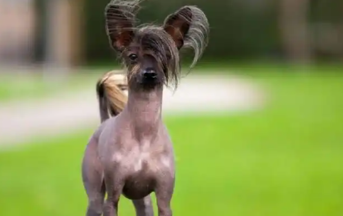 一种以丑为美的奇异犬种——中国冠毛犬