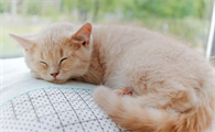猫咪猫鼻支反复发作是什么原因