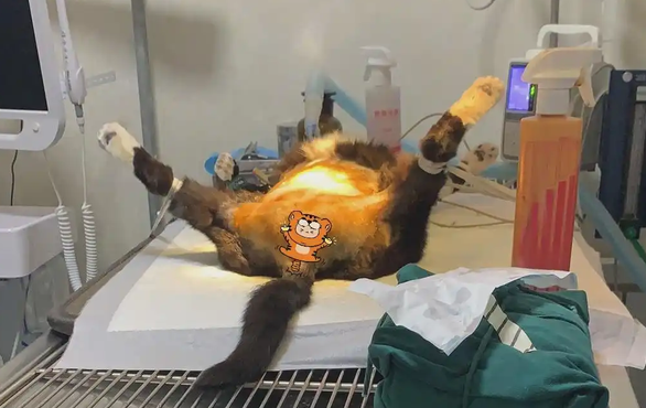 猫咪尿道口滴血是怎么回事呢