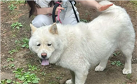 狗狗出门爆冲牵引绳拉不住怎么训练