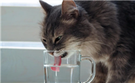 猫咪不爱喝水应该怎么改善？