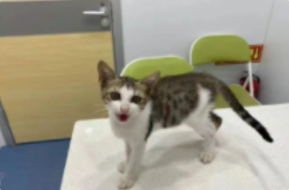 猫咪行动迟缓能恢复吗? 猫咪行动迟缓能恢复吗?