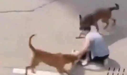 上海青浦恶犬撕咬男童事件升级!49岁犬主马某栽了 上海青浦恶犬撕咬男童事件升级!49岁犬主马某栽了