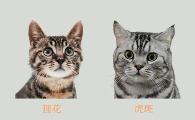 狸花猫和虎斑猫的区别，很多人还不分不清它们俩