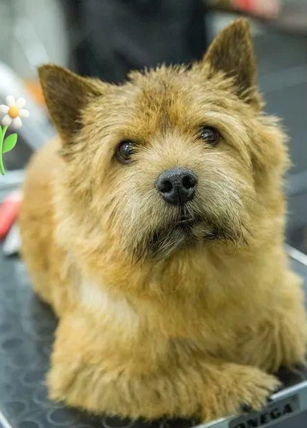 罗威士梗（挪威梗）：从剑桥猎手到伴侣名犬的百年分化史