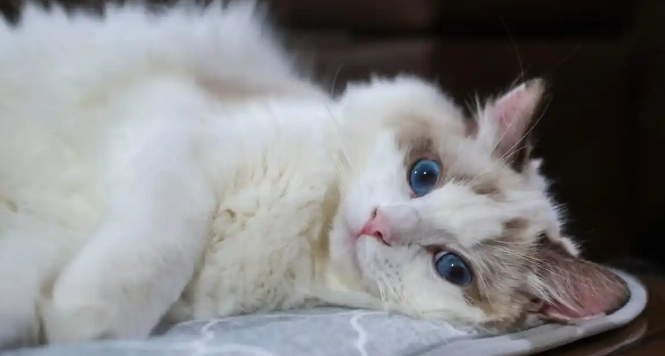 猫咪频繁打喷嚏流鼻涕是患上猫鼻支了吗