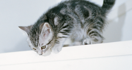 猫咪总是侧躺不愿正卧,是胸腔压迫不适吗? 猫咪总是侧躺不愿正卧,是胸腔压迫不适吗?