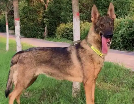 中华田园犬之昆明犬:不是土狗、拿过国奖、能缉毒搜爆 中华田园犬之昆明犬:不是土狗、拿过国奖、能缉毒搜爆