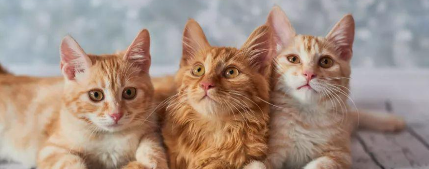 猫咪为什么频繁出现眨眼流泪？是睑缘炎导致的吗？