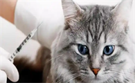 猫咪口炎牙周炎进食困难怎么办