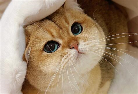 猫咪呼吸过快是腹式呼吸吗