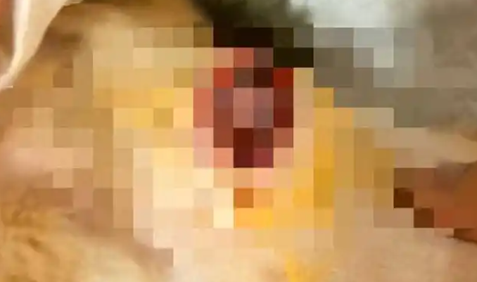 常州一公园现虐猫事件，多只猫受伤，警方已介入处理