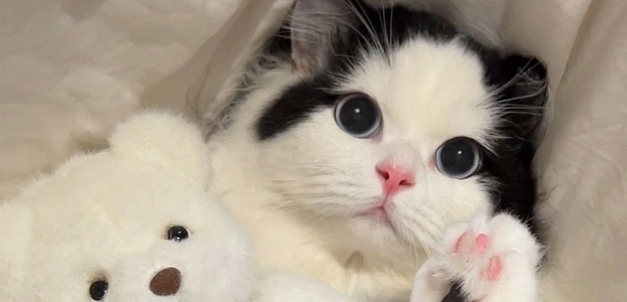 猫咪频繁打喷嚏是过敏性鼻炎吗？