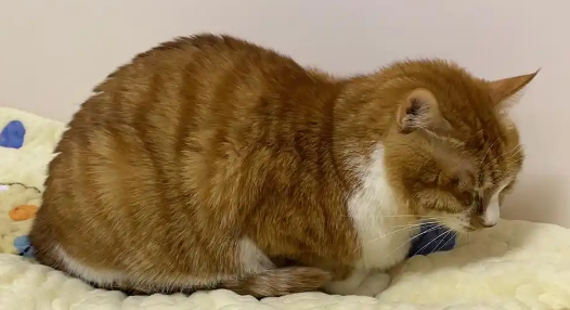 猫咳嗽干呕吐白色粘液怎么回事
