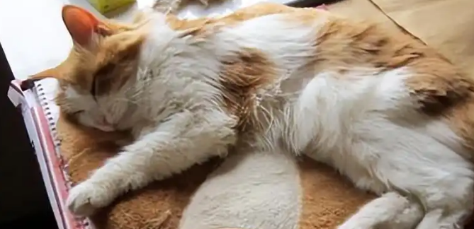 猫咪猫鼻支能完全治愈吗