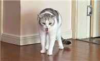 猫咪频繁呕吐毛球该怎么改善