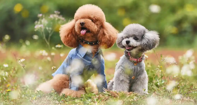 狗狗为什么会大面积脱毛
