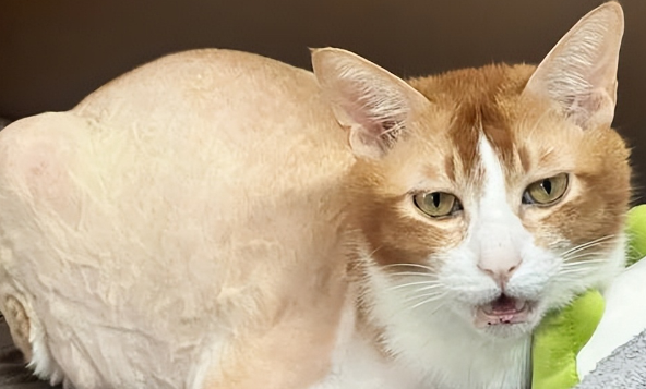 猫咪频繁掉毛、皮屑多是什么原因，怎么调理？