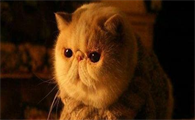 猫腿骨折了多久能洗澡