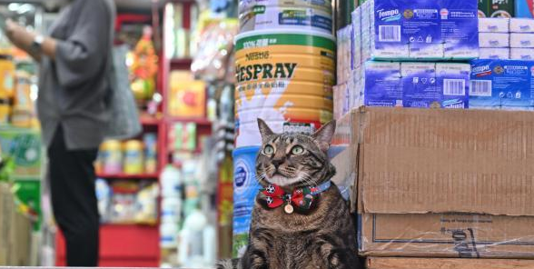“猫店长”走红香港街巷 宠物IP赋能社区经济