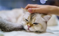 猫咪阴道炎异常分泌物如何处理