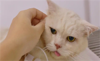 猫咪肠胃炎恢复期喂食什么食物