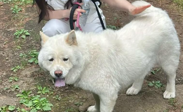 狗狗出门爆冲牵引绳拉不住怎么训练