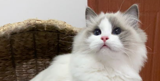 猫咪喜欢高处低头俯视，是情绪压抑代偿吗？