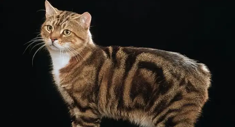科普篇!购买曼岛无尾猫怎么看品相好不好? 科普篇!购买曼岛无尾猫怎么看品相好不好?