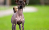 一种以丑为美的奇异犬种——中国冠毛犬