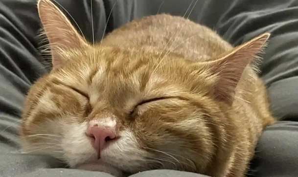 猫吃东西就吐怎么回事