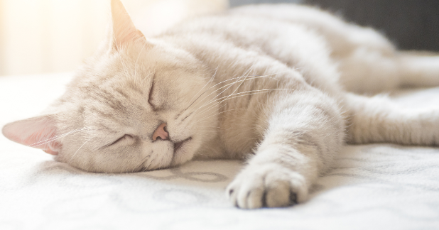猫咪尿闭能治好吗